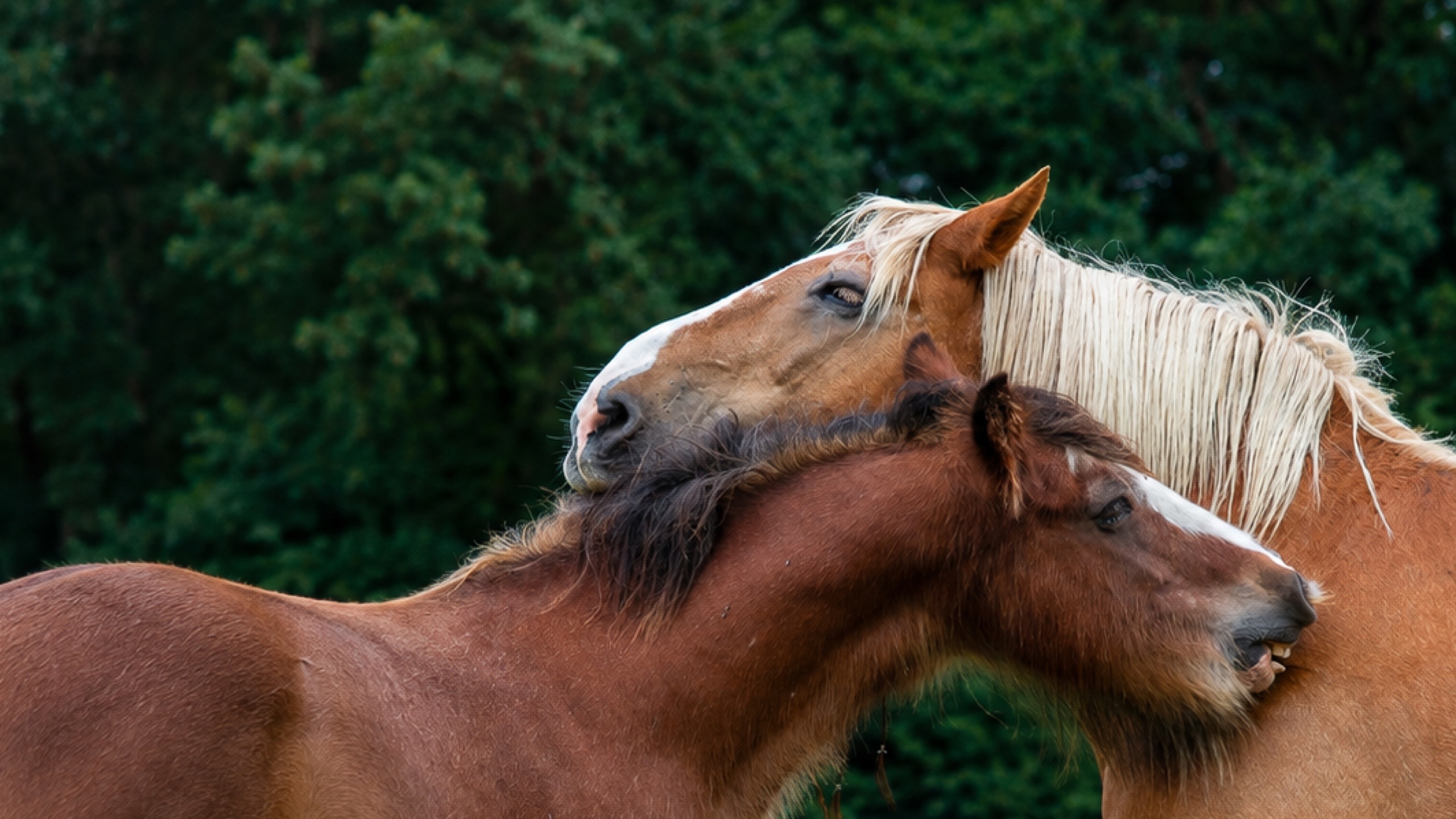 Stable Minds - Geoff en Falco